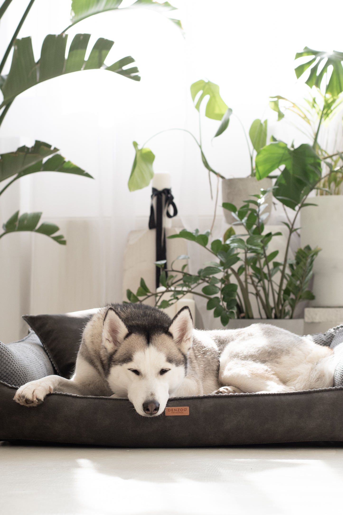 Cama para perro "ANCONA" gris oscuro